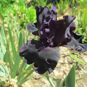 Meet your Posher, Darlene